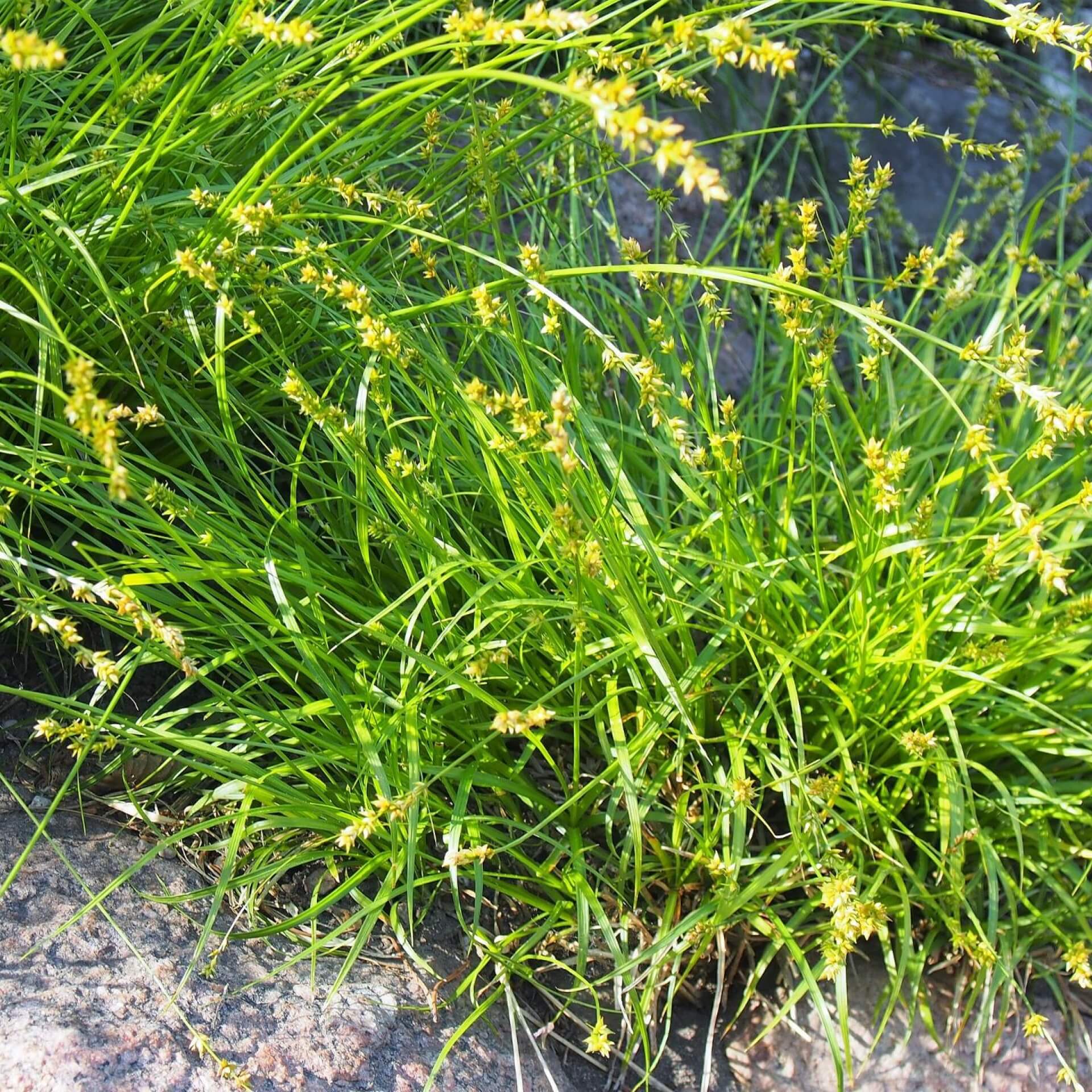 Dichtährige Segge (Carex spicata)