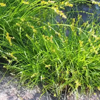Foto von Dichtährige Segge (Carex spicata)