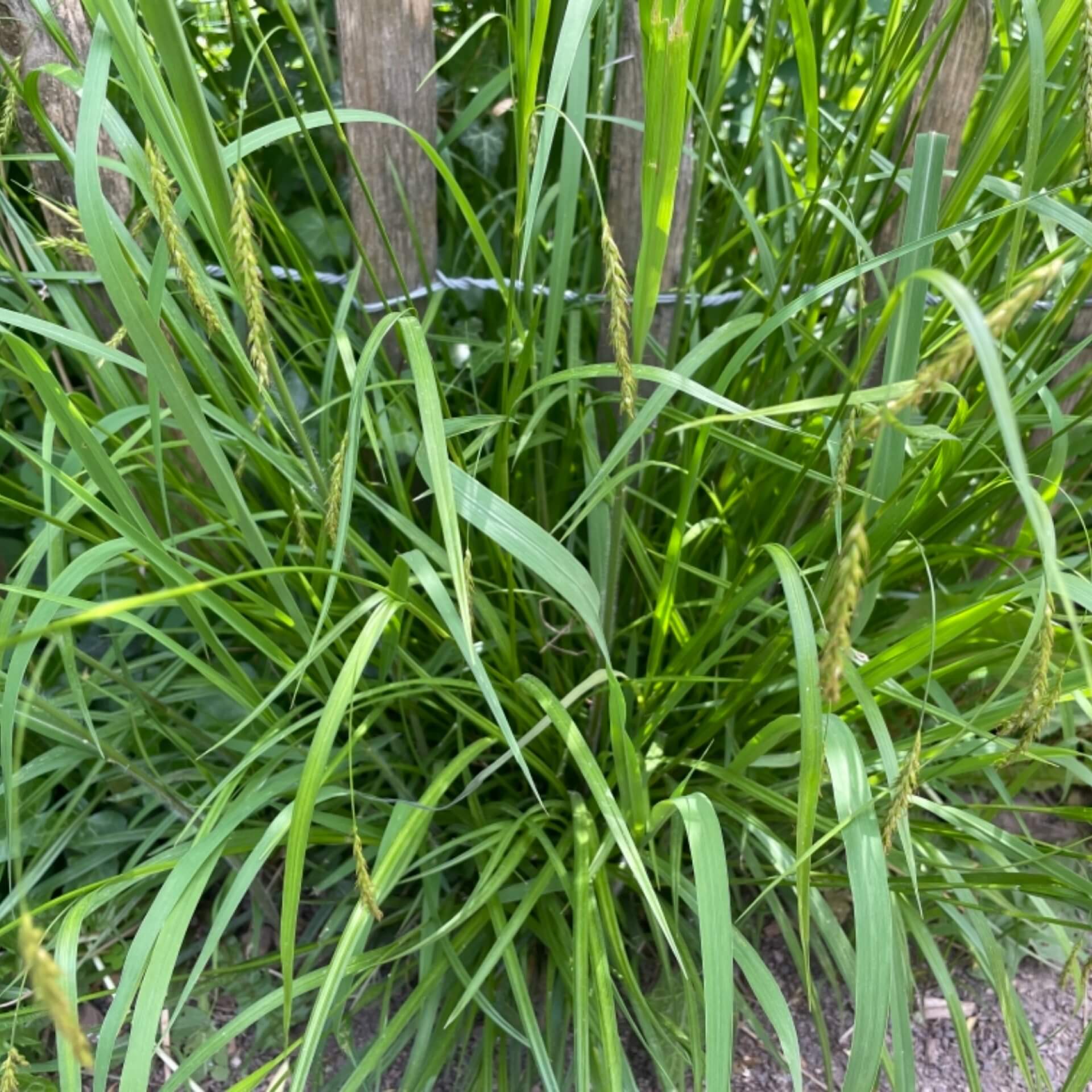 Wald-Segge (Carex sylvatica)