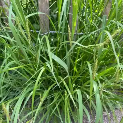 Foto von Wald-Segge (Carex sylvatica)