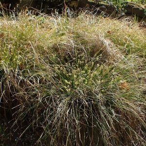 Carex umbrosa
