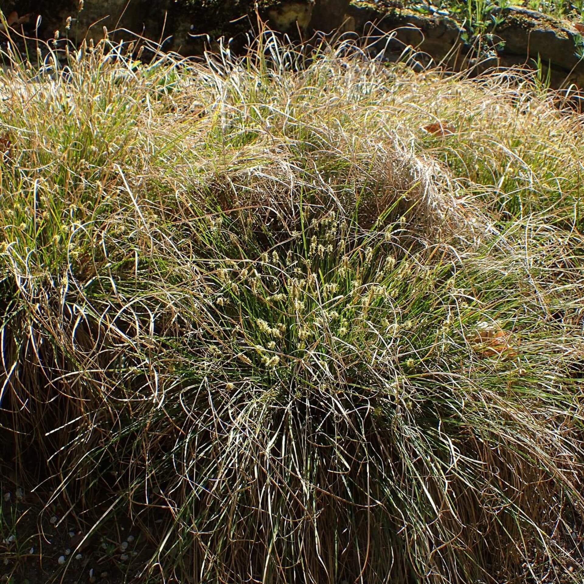 Schatten-Segge (Carex umbrosa)