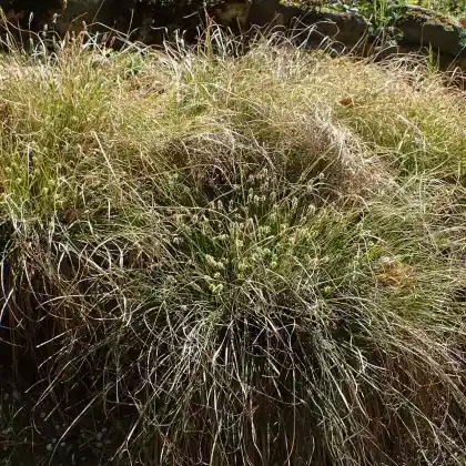 Foto von Schatten-Segge (Carex umbrosa)