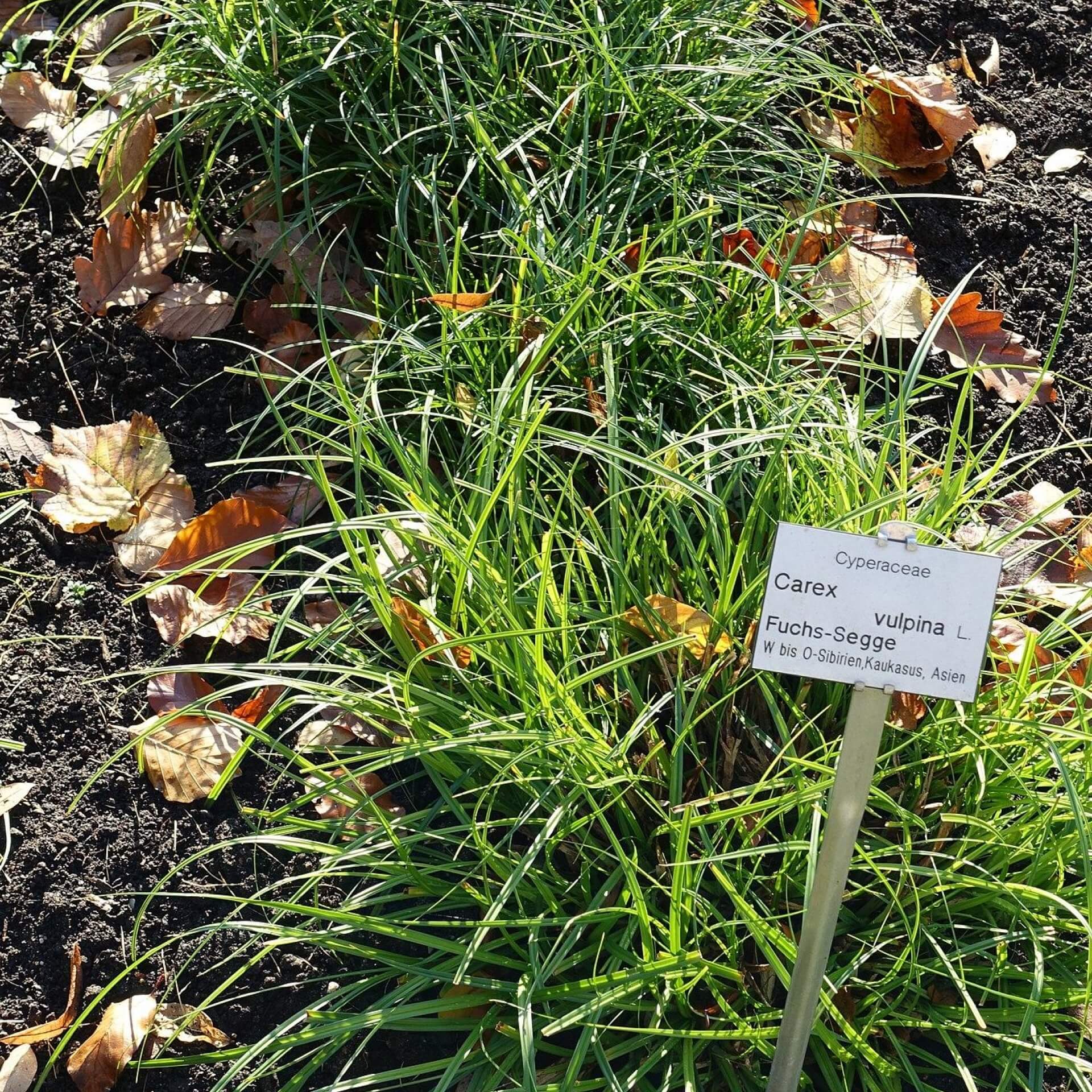 Fuchs-Segge (Carex vulpina)