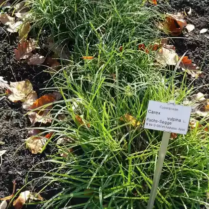 Foto von Fuchs-Segge (Carex vulpina)