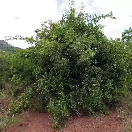 Foto von Karandapflaume (Carissa edulis)