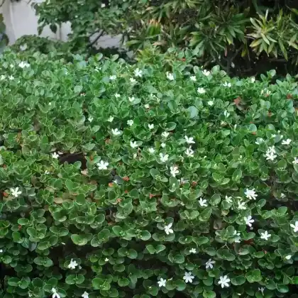 Foto von Natalpflaume (Carissa macrocarpa)
