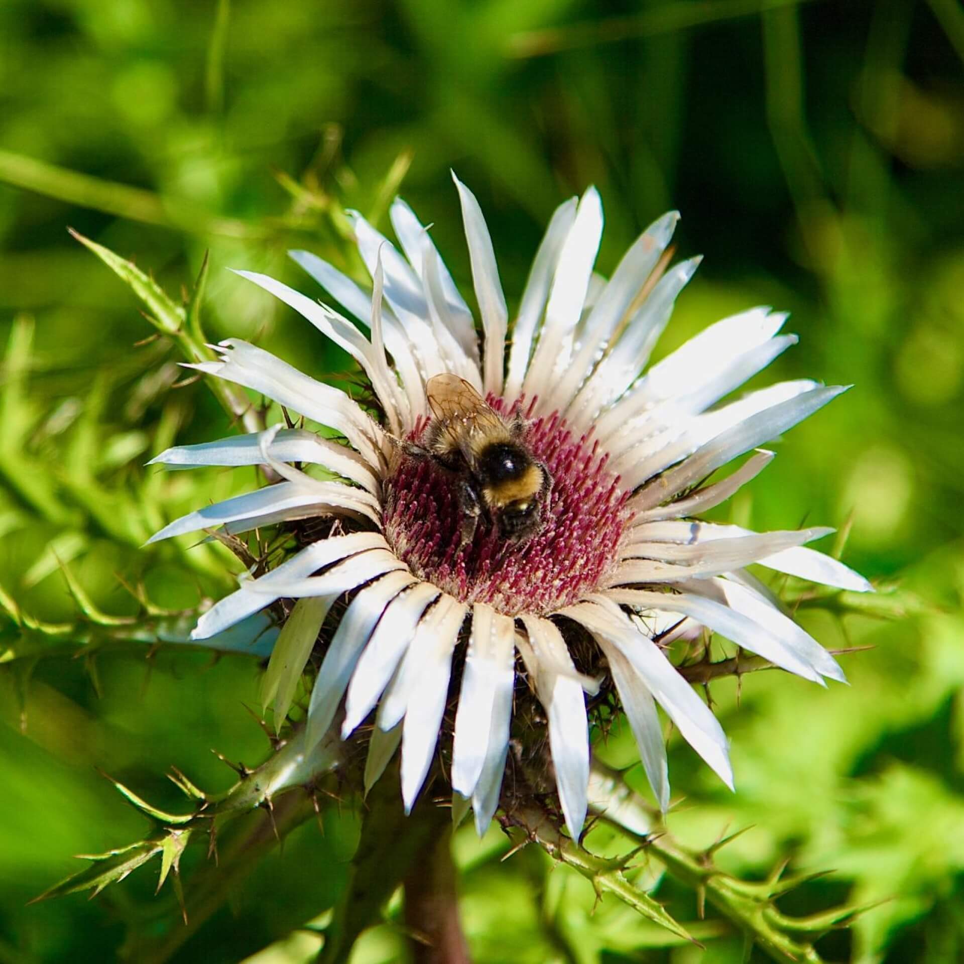 Silberdistel (Carlina acaulis)