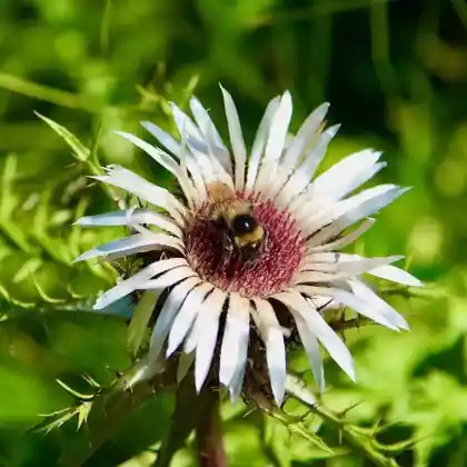 Foto von Silberdistel (Carlina acaulis)