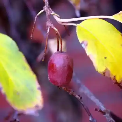 Foto von Zwerg-Kiwi 'Ken's Red' (Actinidia arguta 'Ken's Red')