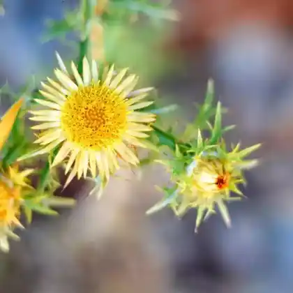 Foto von Golddistel (Carlina vulgaris)