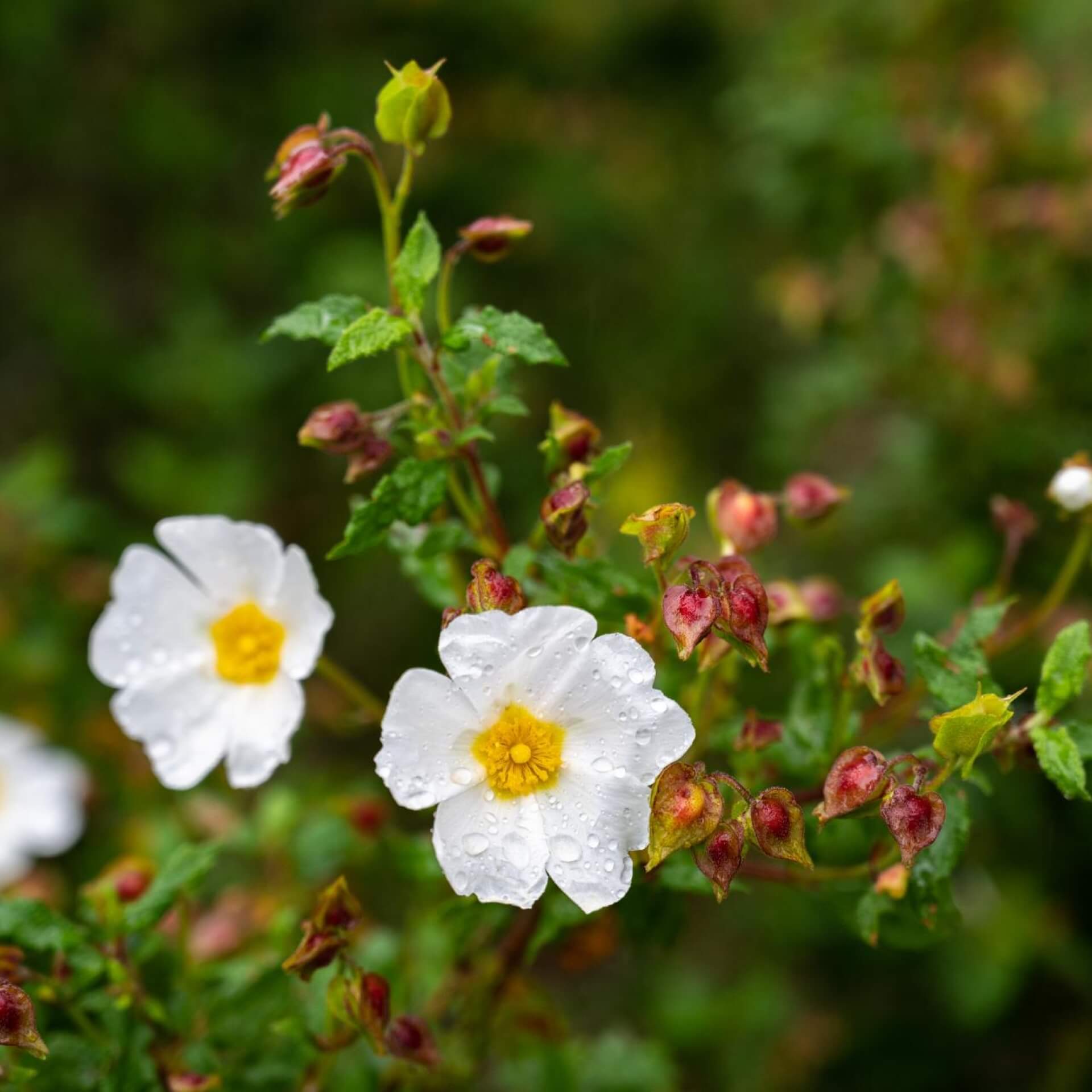 Baum-Anemone (Carpenteria californica)