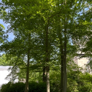 Carpinus betulus