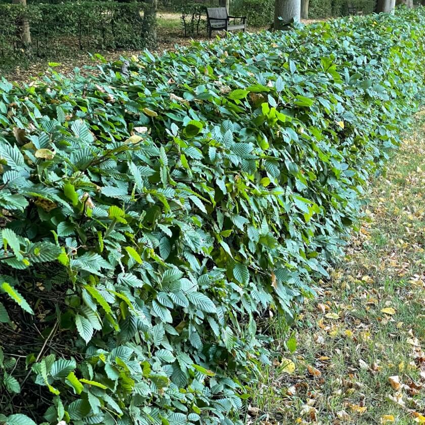 Hainbuche / Carpinus betulus