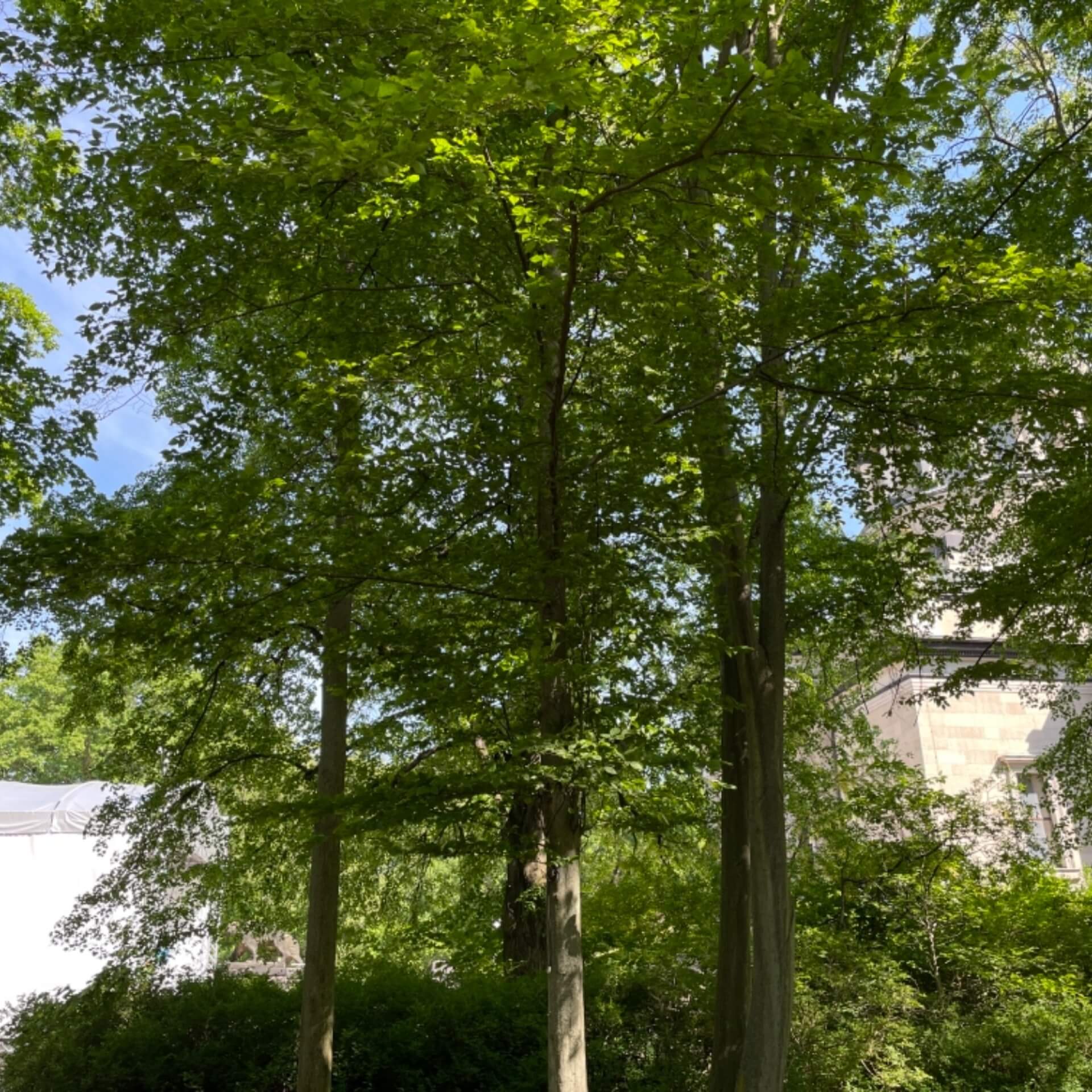 Hainbuche (Carpinus betulus)