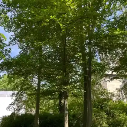 Foto von Hainbuche (Carpinus betulus)