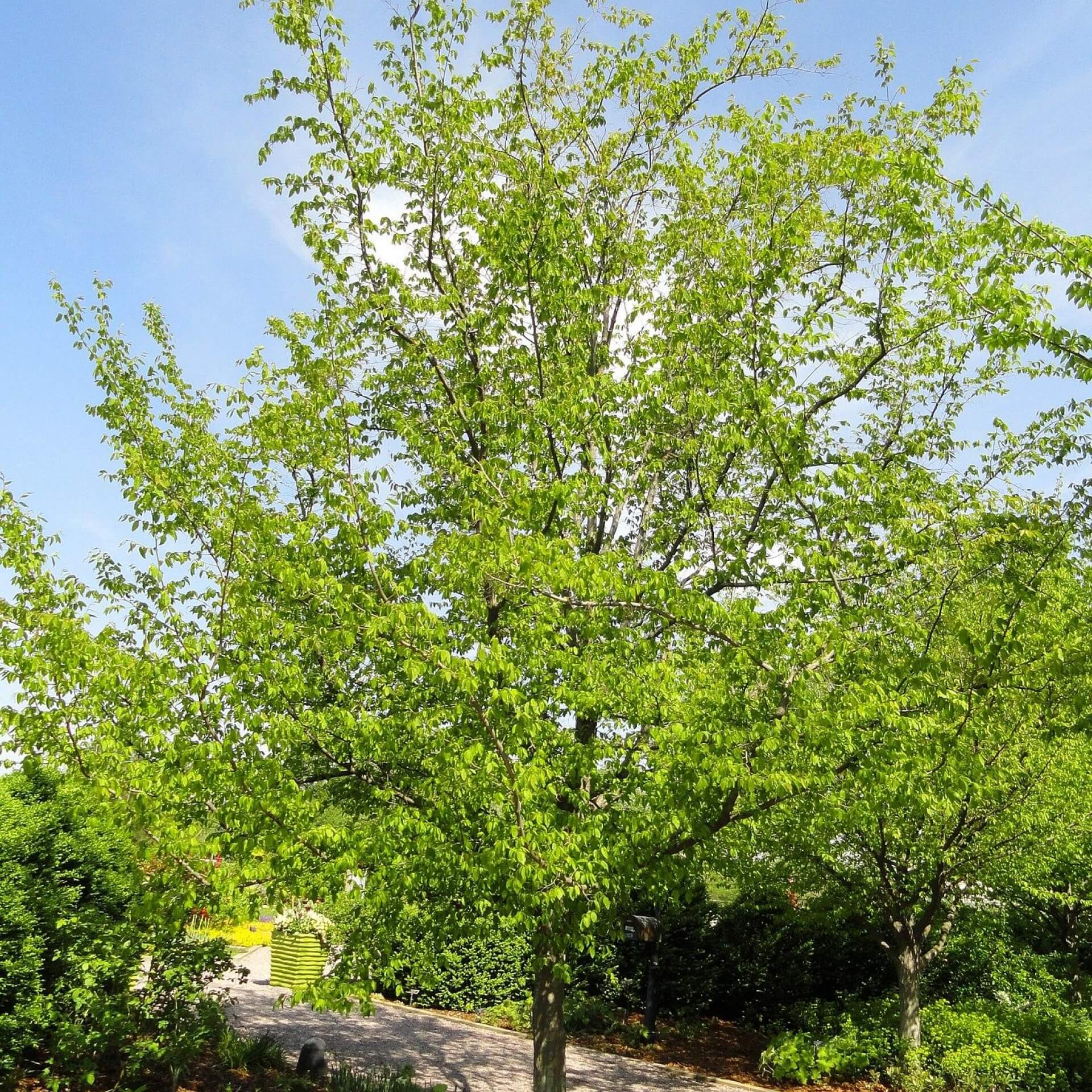 Amerikanische Hainbuche (Carpinus caroliniana)