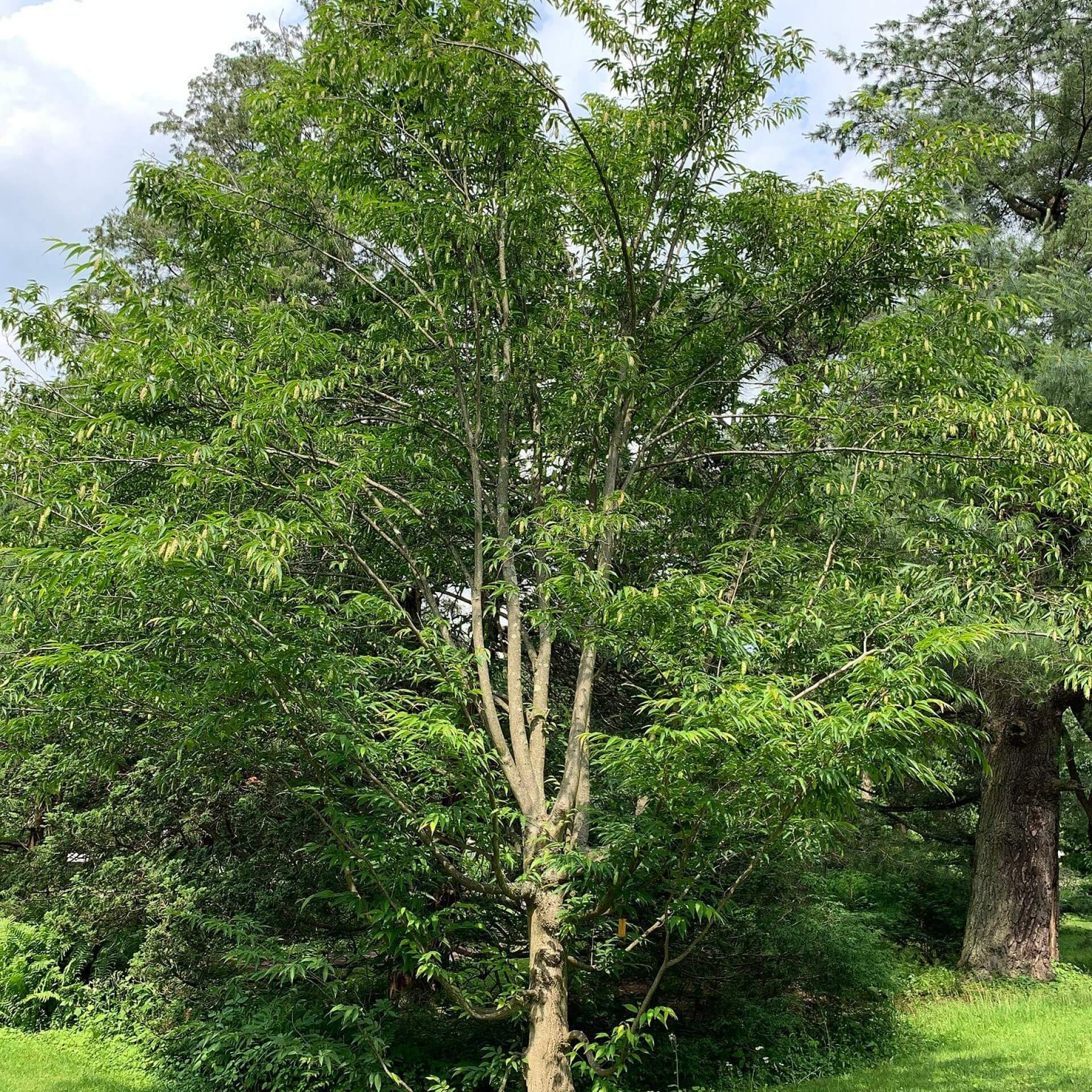 Japanische Hainbuche (Carpinus japonica)