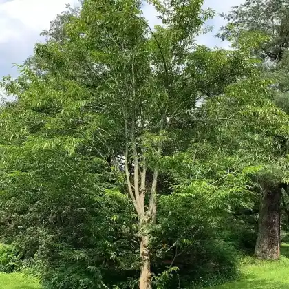 Foto von Japanische Hainbuche (Carpinus japonica)