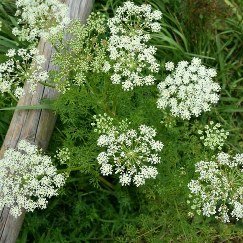 Echter Kümmel: dein Garten ökologisch & pflegeleicht