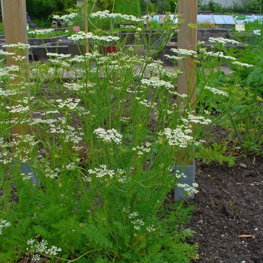 Die besten Doldenblütler für deinen Garten