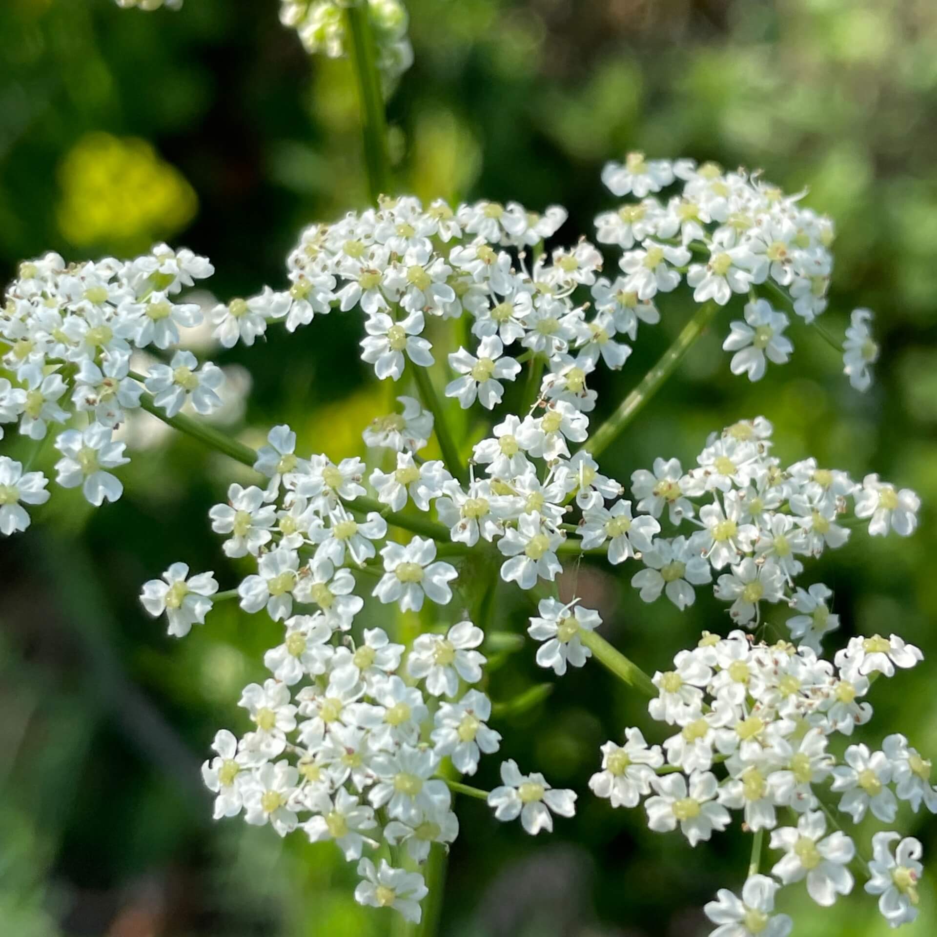 Echter Kümmel (Carum carvi)