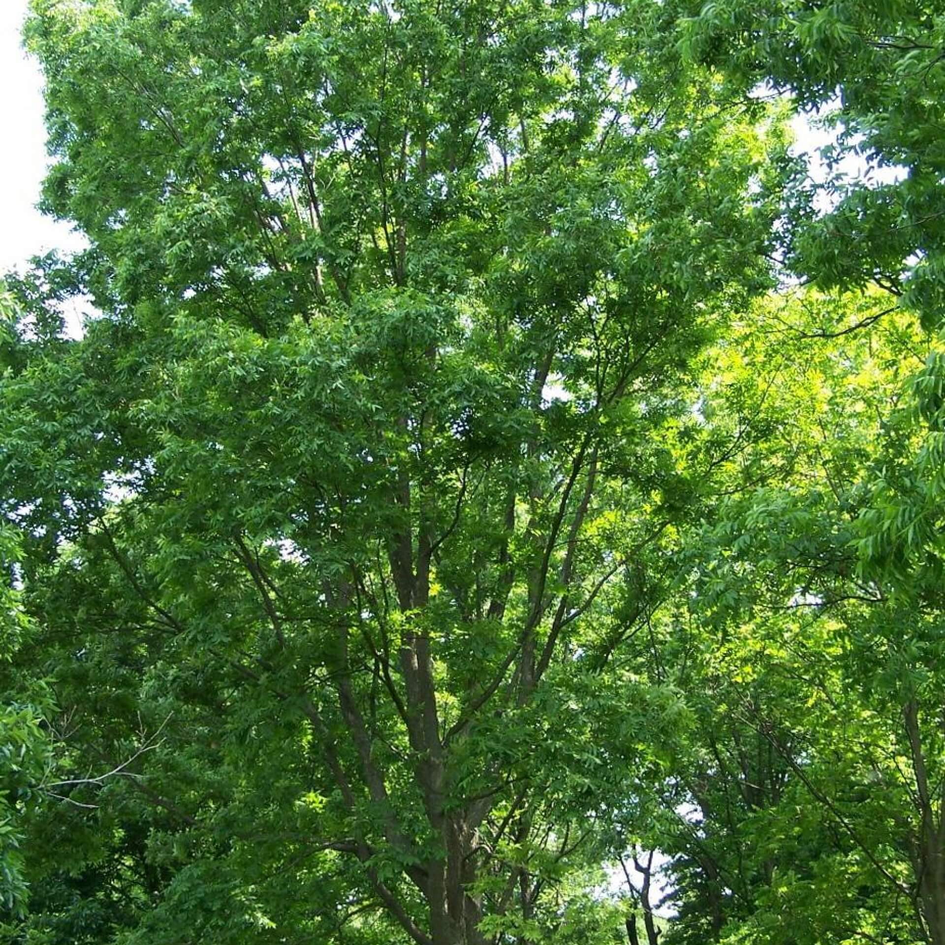 Pekannuss (Carya illinoinensis)