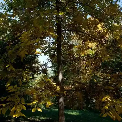 Foto von Königsnuss (Carya laciniosa)