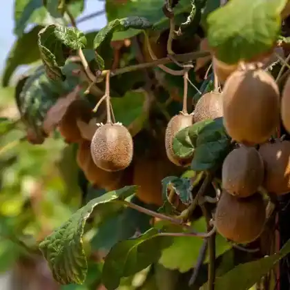 Foto von Chinesische Kiwi (Actinidia chinensis)