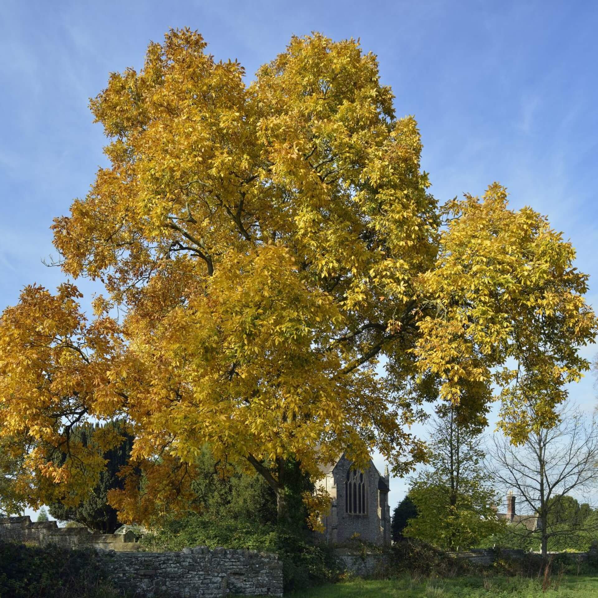 Schuppenrinden-Hickorynuss (Carya ovata)