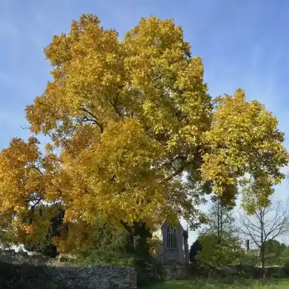Foto von Schuppenrinden-Hickorynuss (Carya ovata)