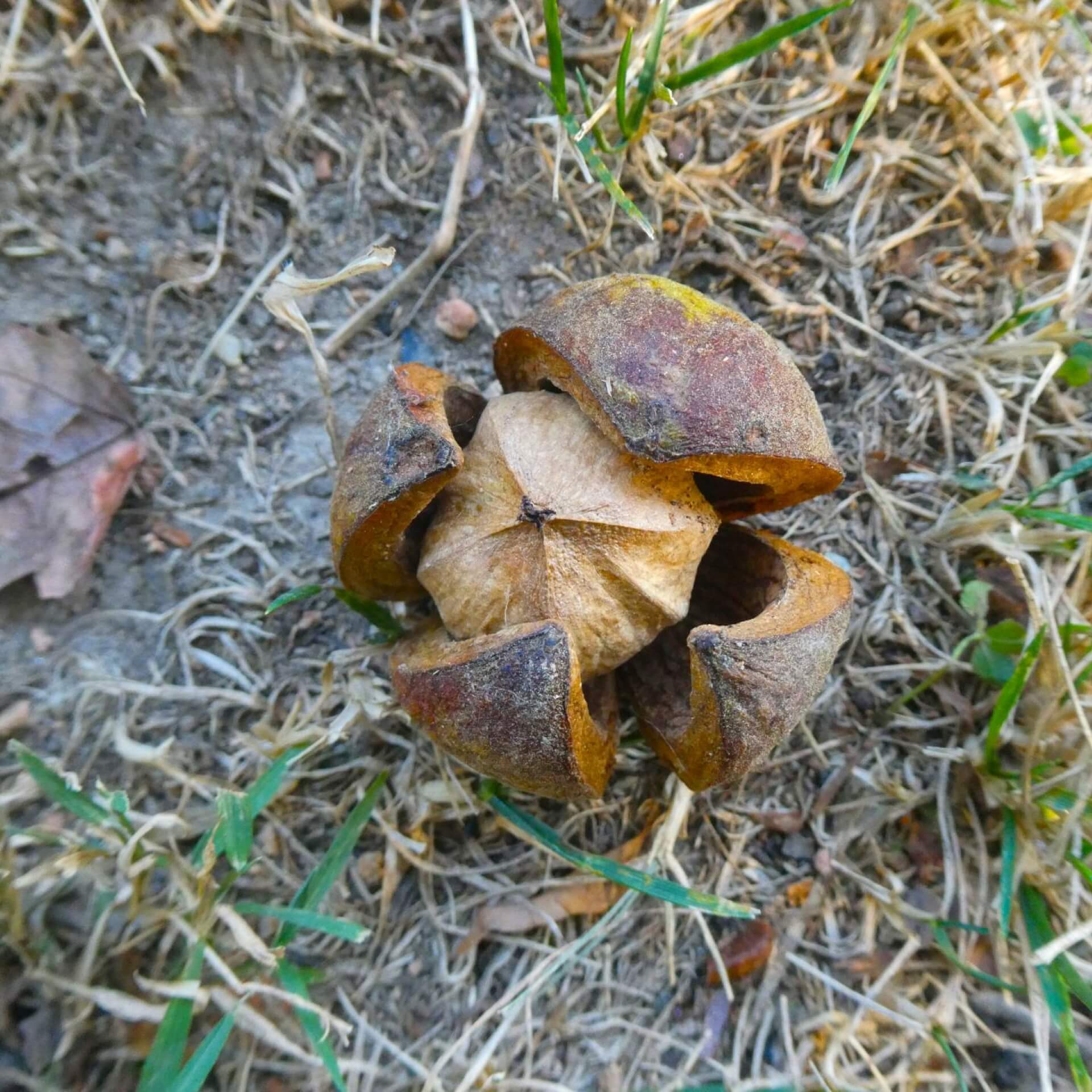 Spottnuss-Hickory (Carya tomentosa)