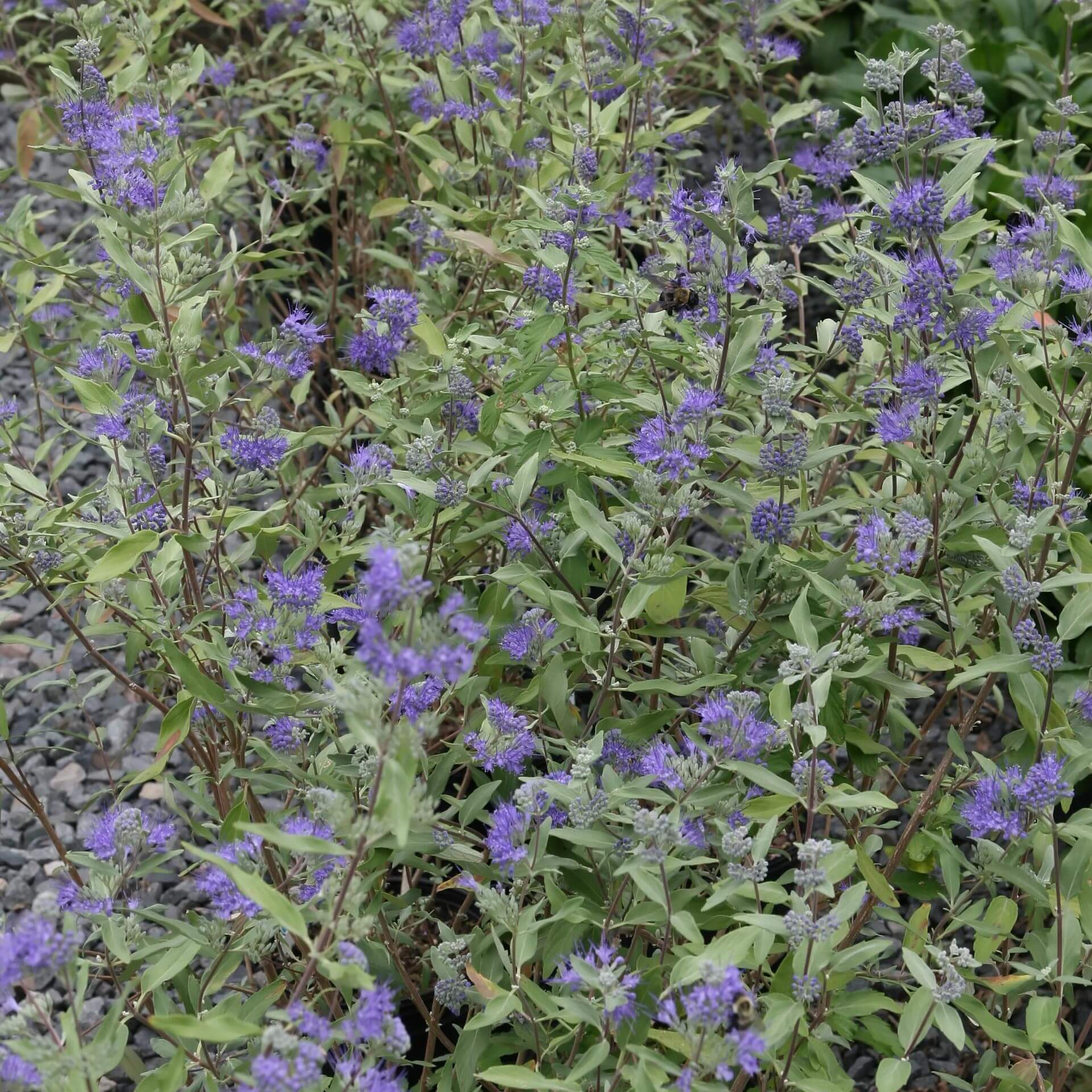 Clandon-Bartblume 'Dark Knight' (Caryopteris clandonensis 'Dark Knight')