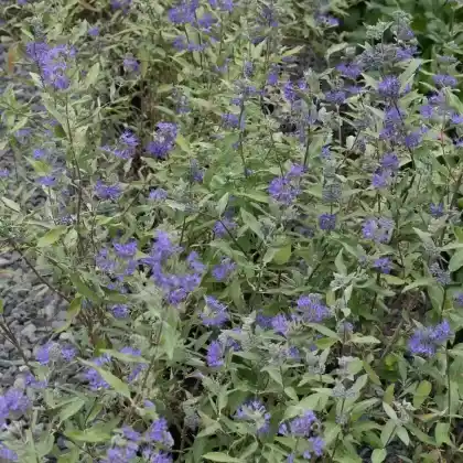 Foto von Clandon-Bartblume 'Dark Knight' (Caryopteris clandonensis 'Dark Knight')