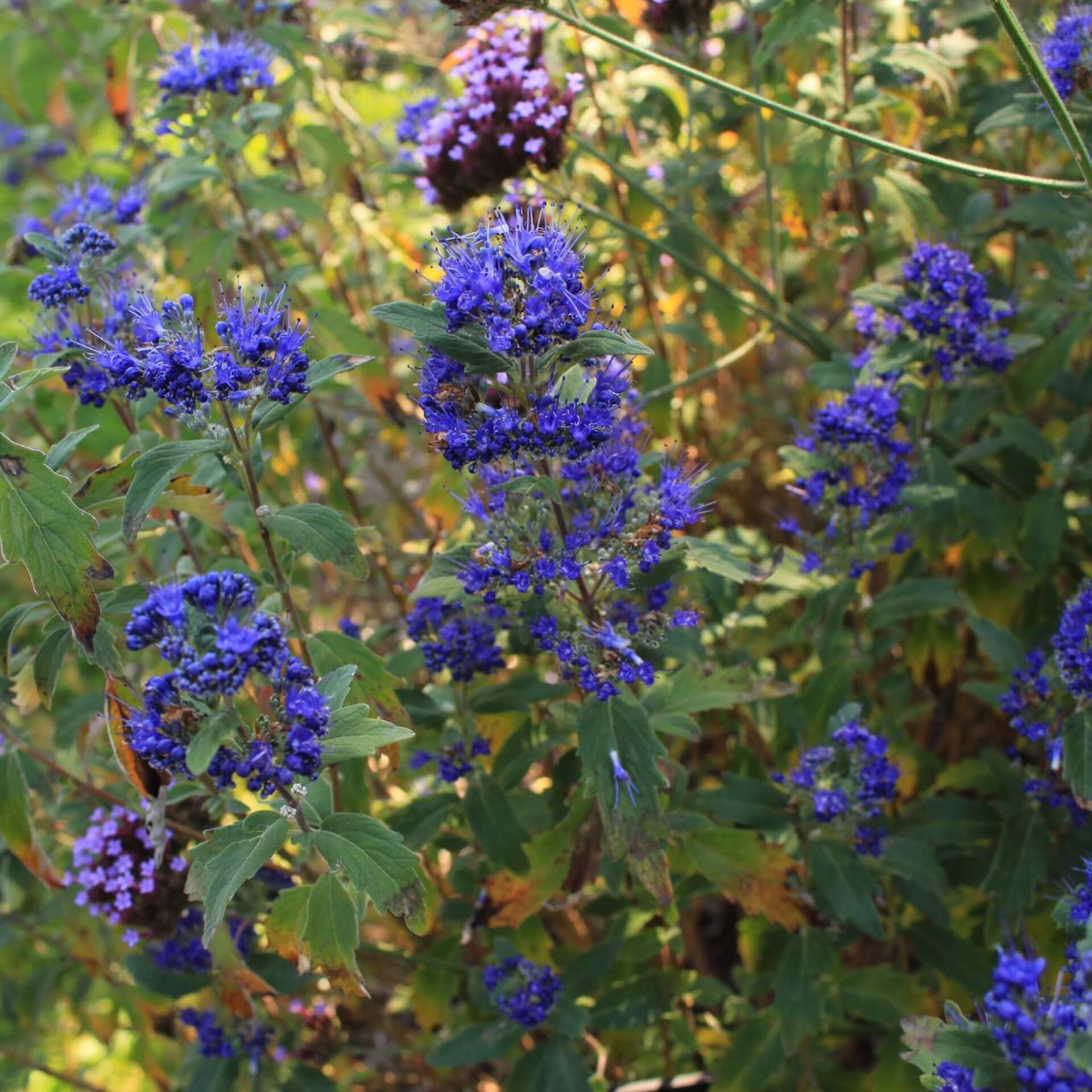 Bartblume 'Grand Bleu' (Caryopteris clandonensis 'Grand Bleu')