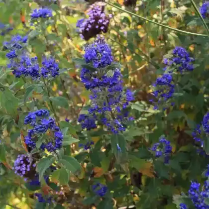Foto von Bartblume 'Grand Bleu' (Caryopteris clandonensis 'Grand Bleu')