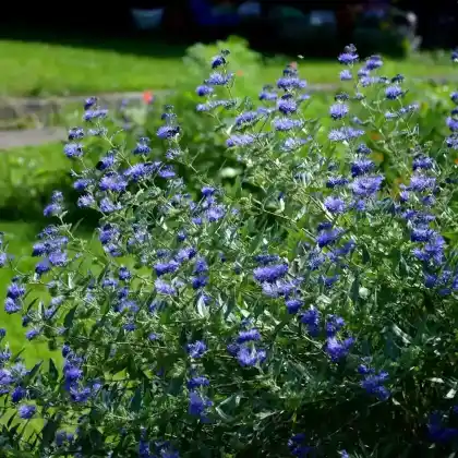 Foto von Clandon-Bartblume 'Heavenly Blue' (Caryopteris clandonensis 'Heavenly Blue')