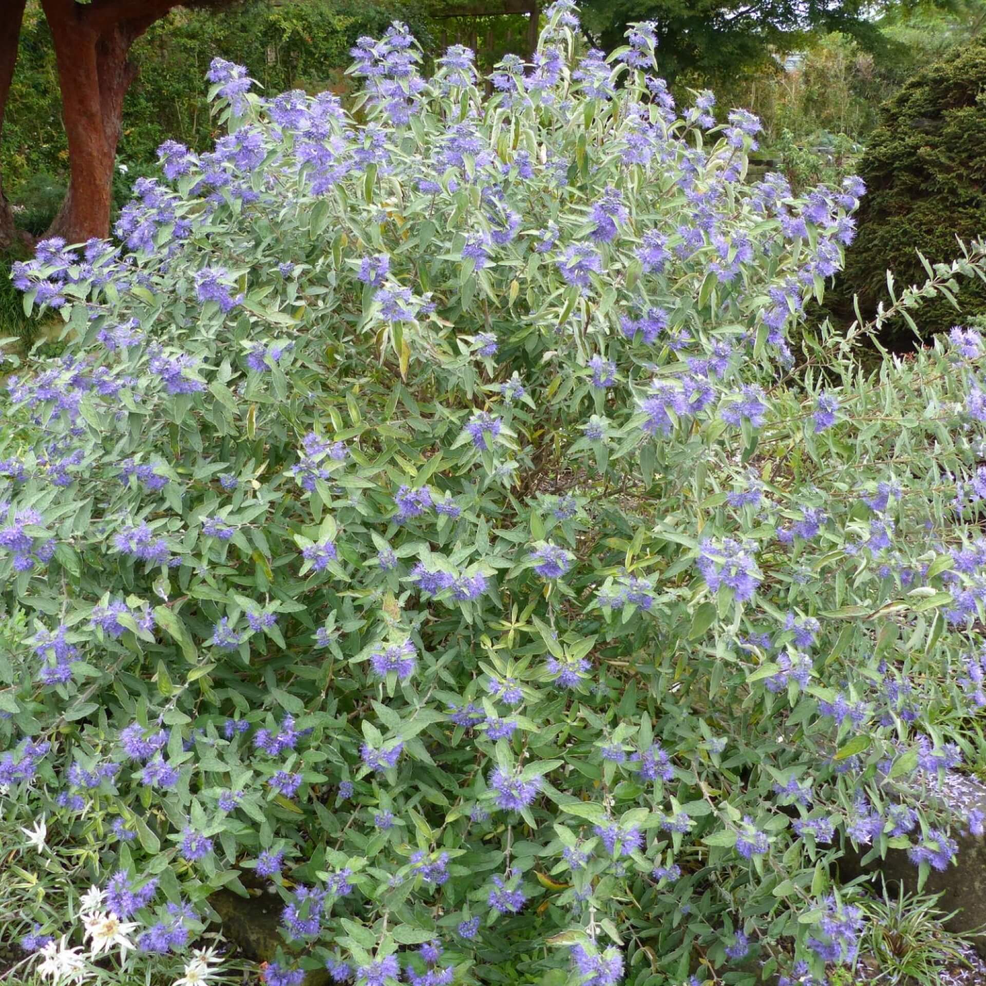 Bartblume 'Kew Blue' (Caryopteris clandonensis 'Kew Blue')