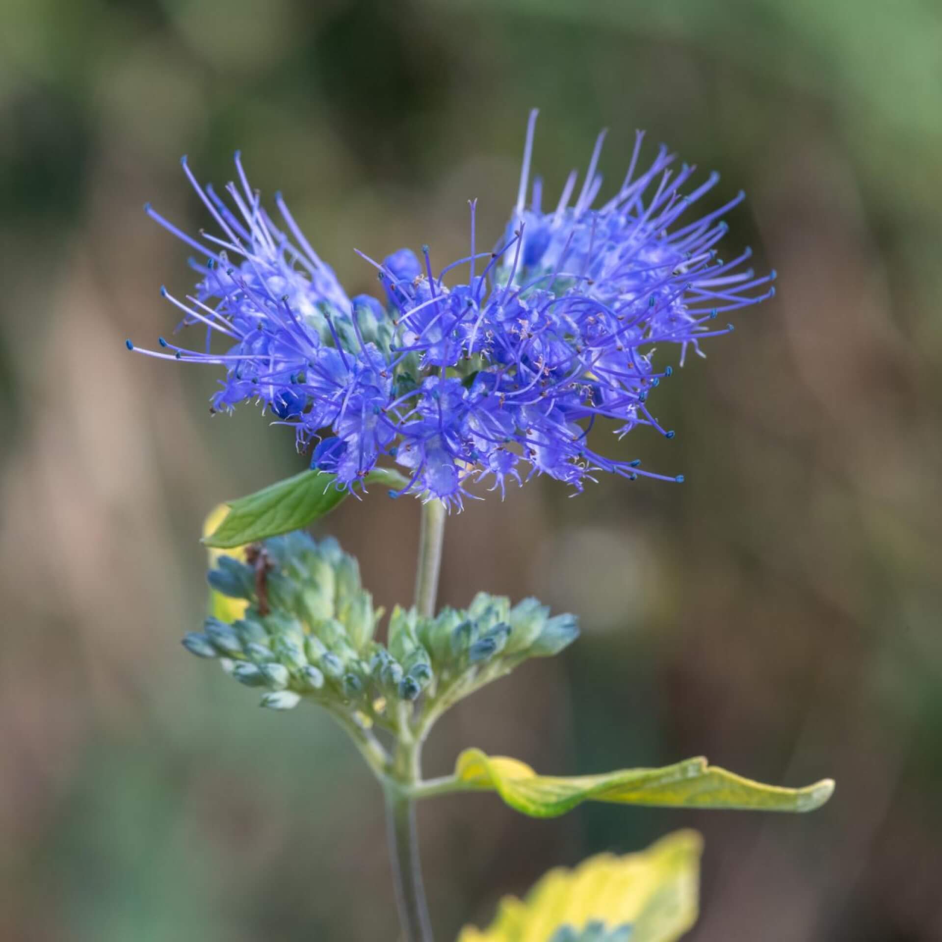 Graufilzige Bartblume (Caryopteris incana)