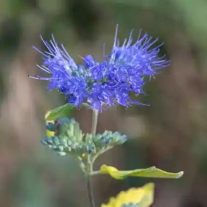 Foto von Graufilzige Bartblume (Caryopteris incana)