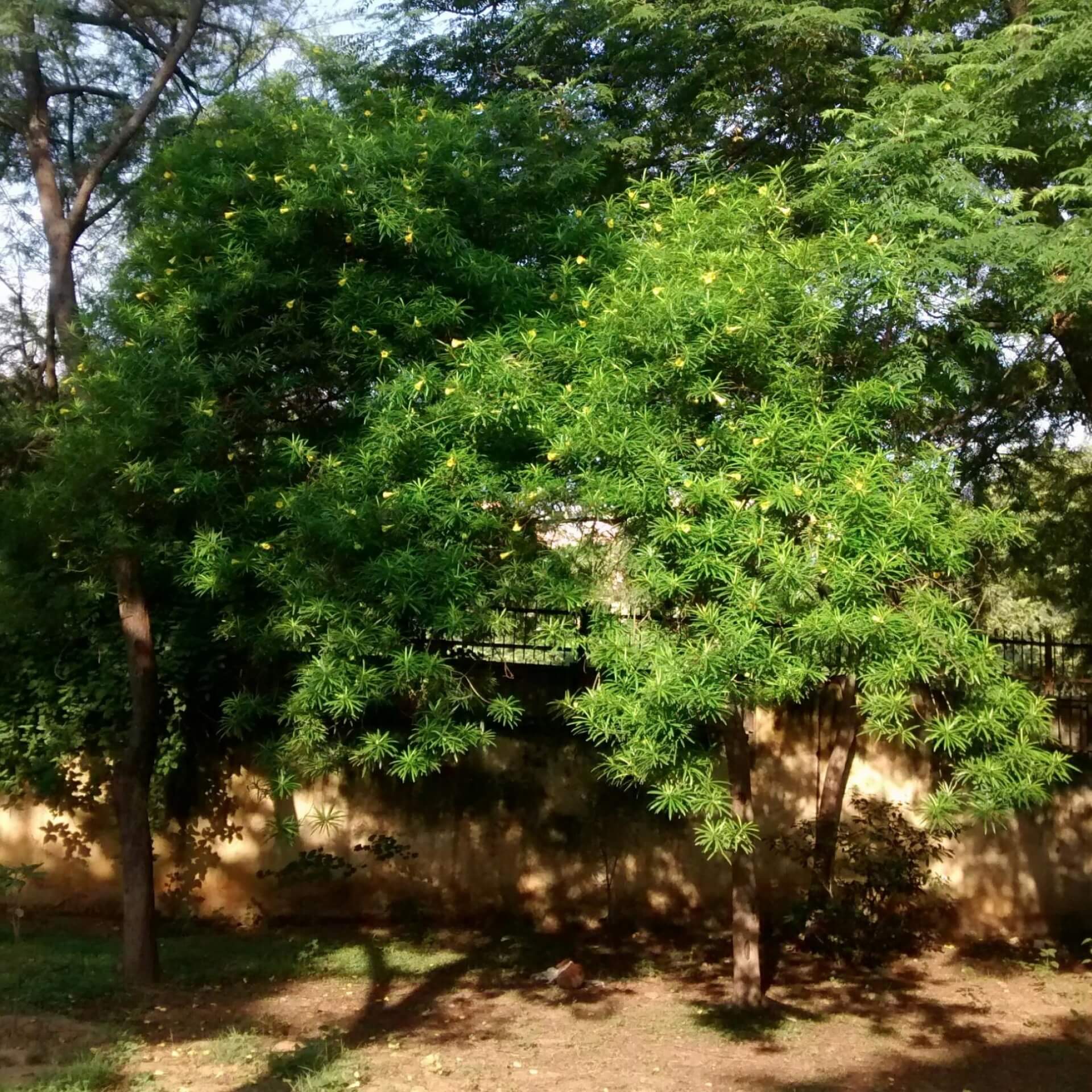 Tropischer Oleander (Cascabela thevetia)
