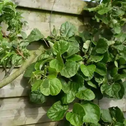Foto von Kiwi (Actinidia deliciosa)