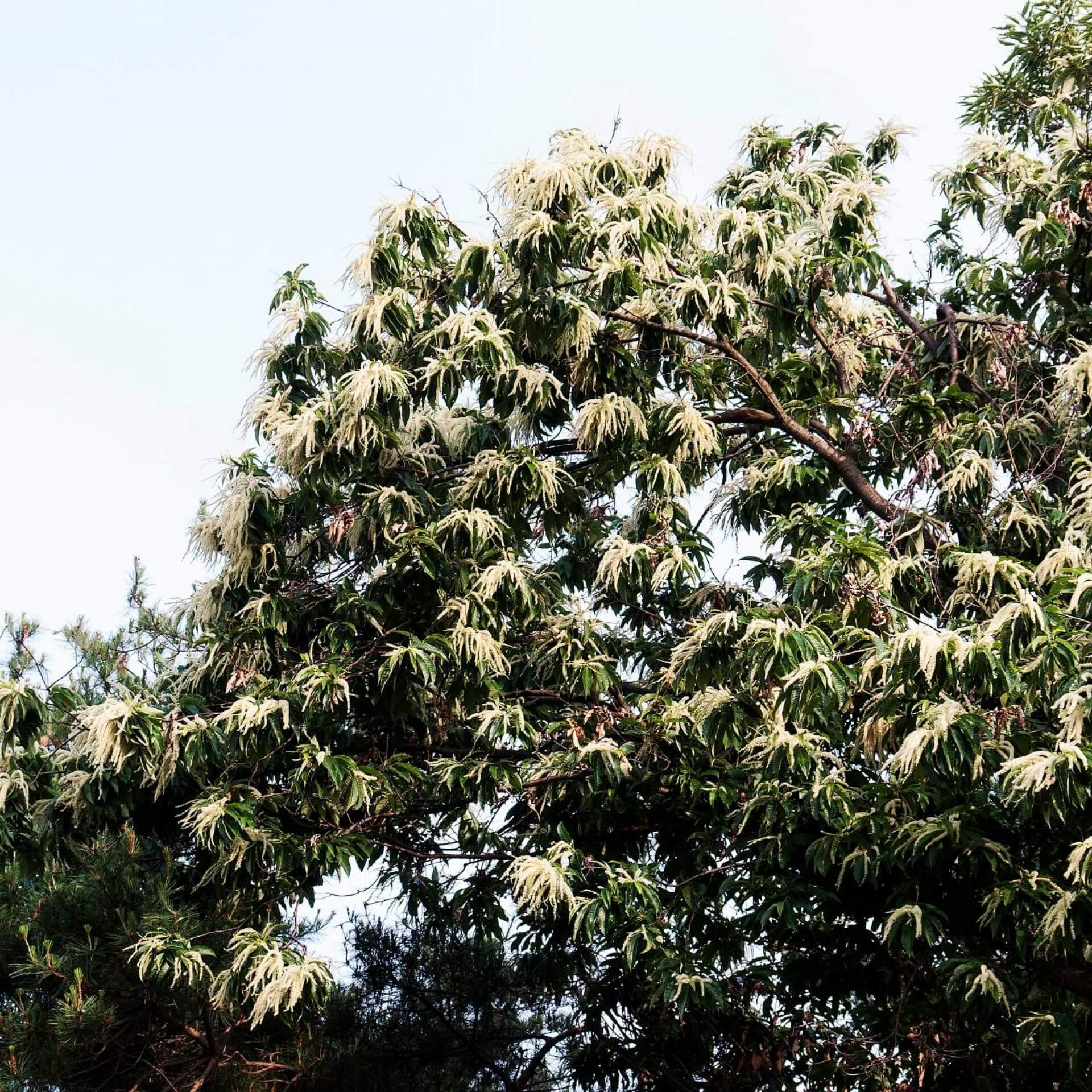 Japanische Kastanie (Castanea crenata)