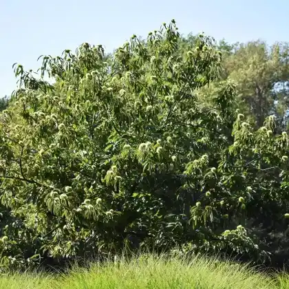 Foto von Amerikanische Kastanie (Castanea dentata)