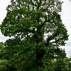 Castanea sativa