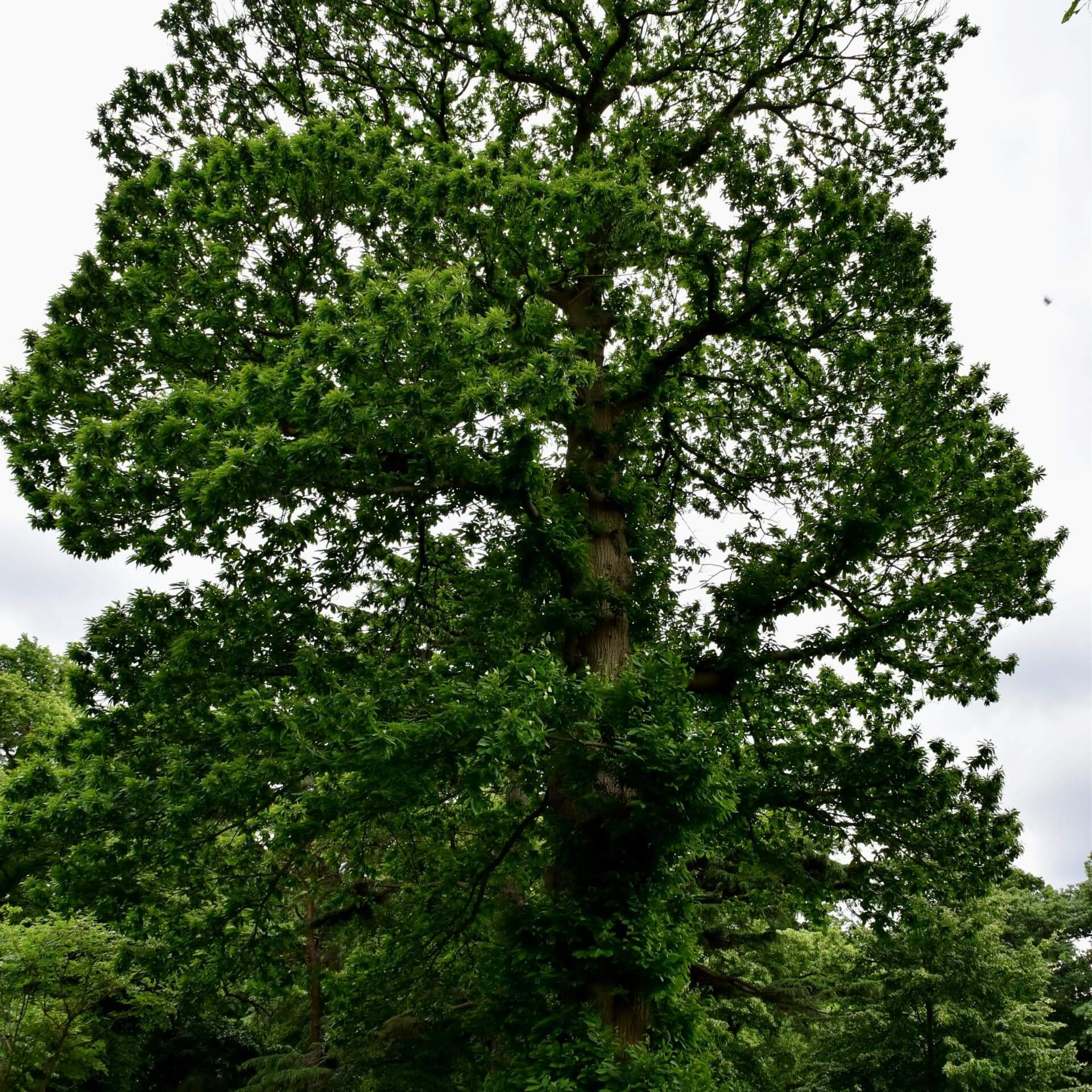 Edelkastanie (Castanea sativa)