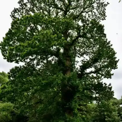 Foto von Edelkastanie (Castanea sativa)