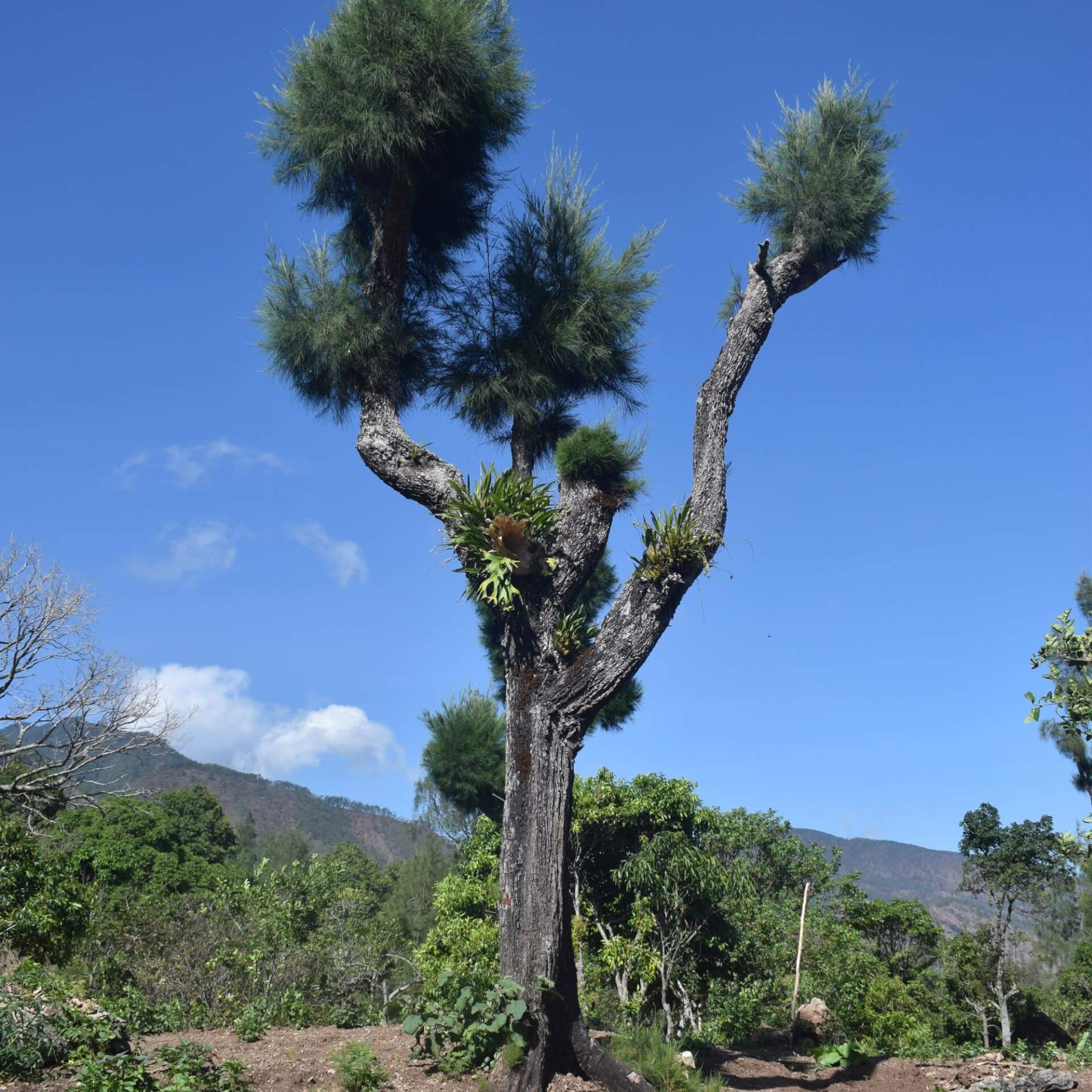 Cunninghams Kasuarine (Casuarina cunninghamiana)