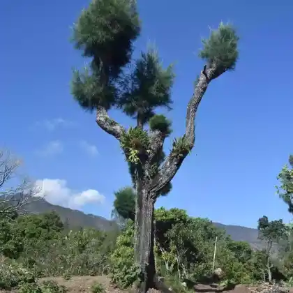 Foto von Cunninghams Kasuarine (Casuarina cunninghamiana)