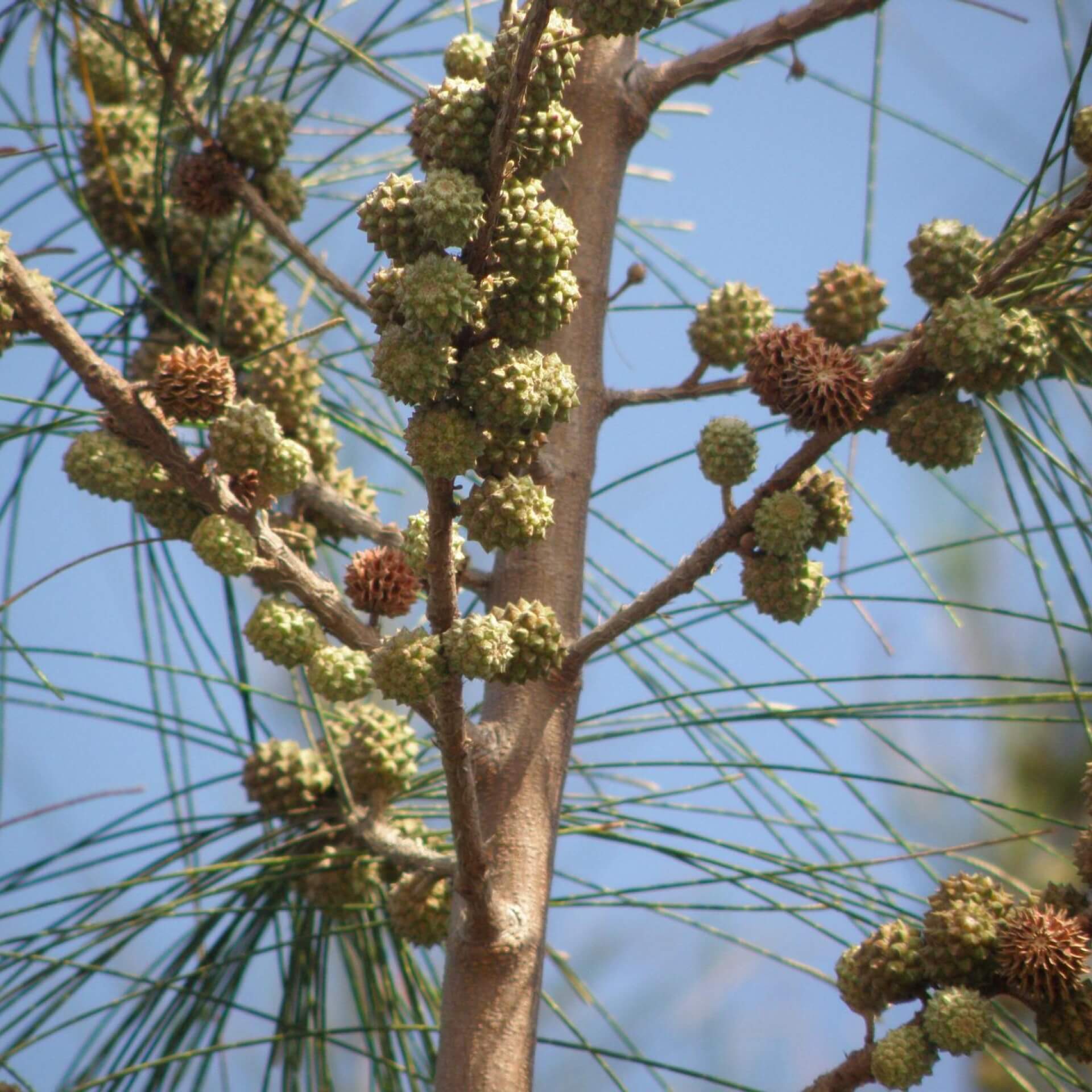 Kasuarine (Casuarina stricta)